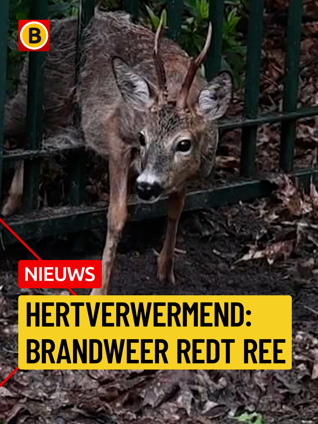 @Omroep Brabant
