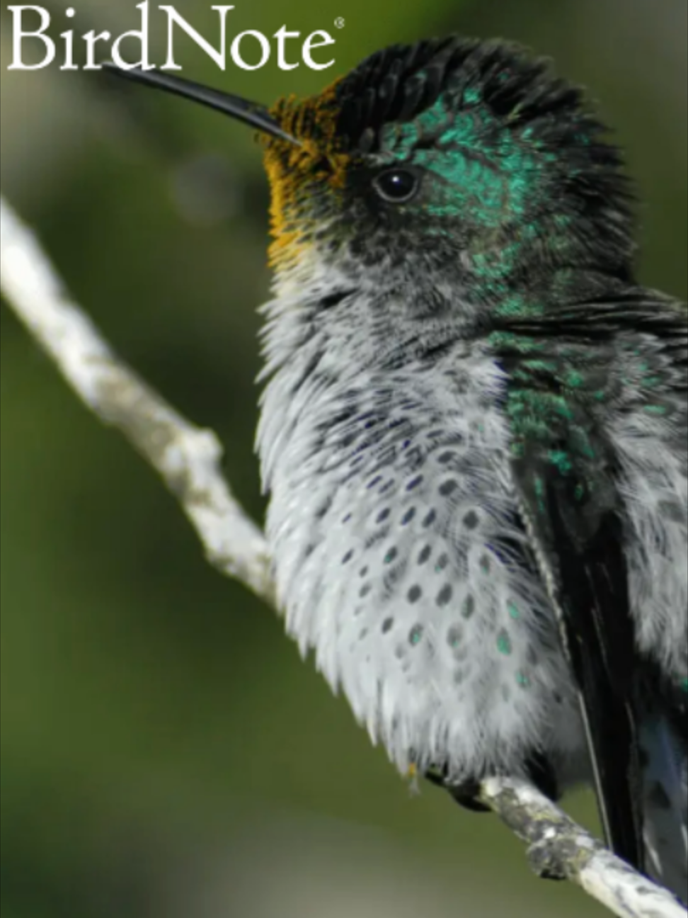 @BirdNote