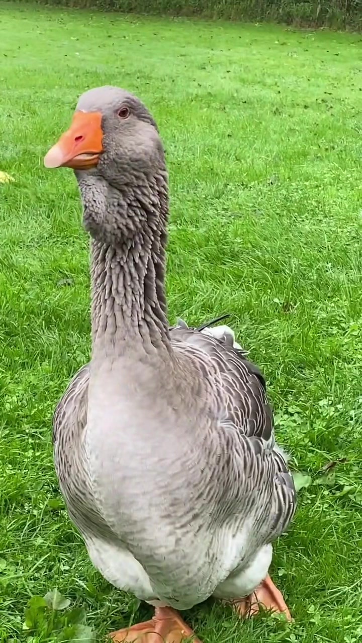 @Willsbirdsanddogs