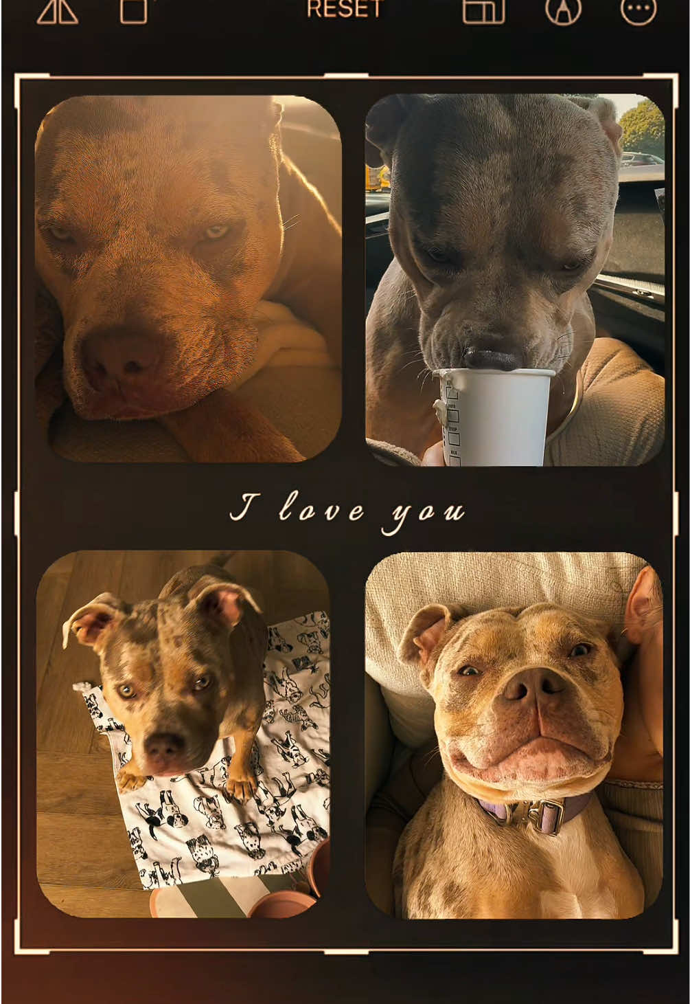 @Rue the Rescue