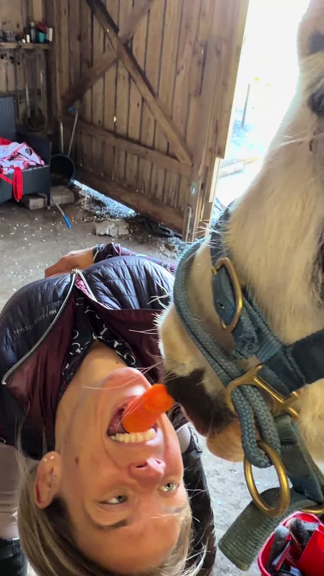 @horsetiktoc