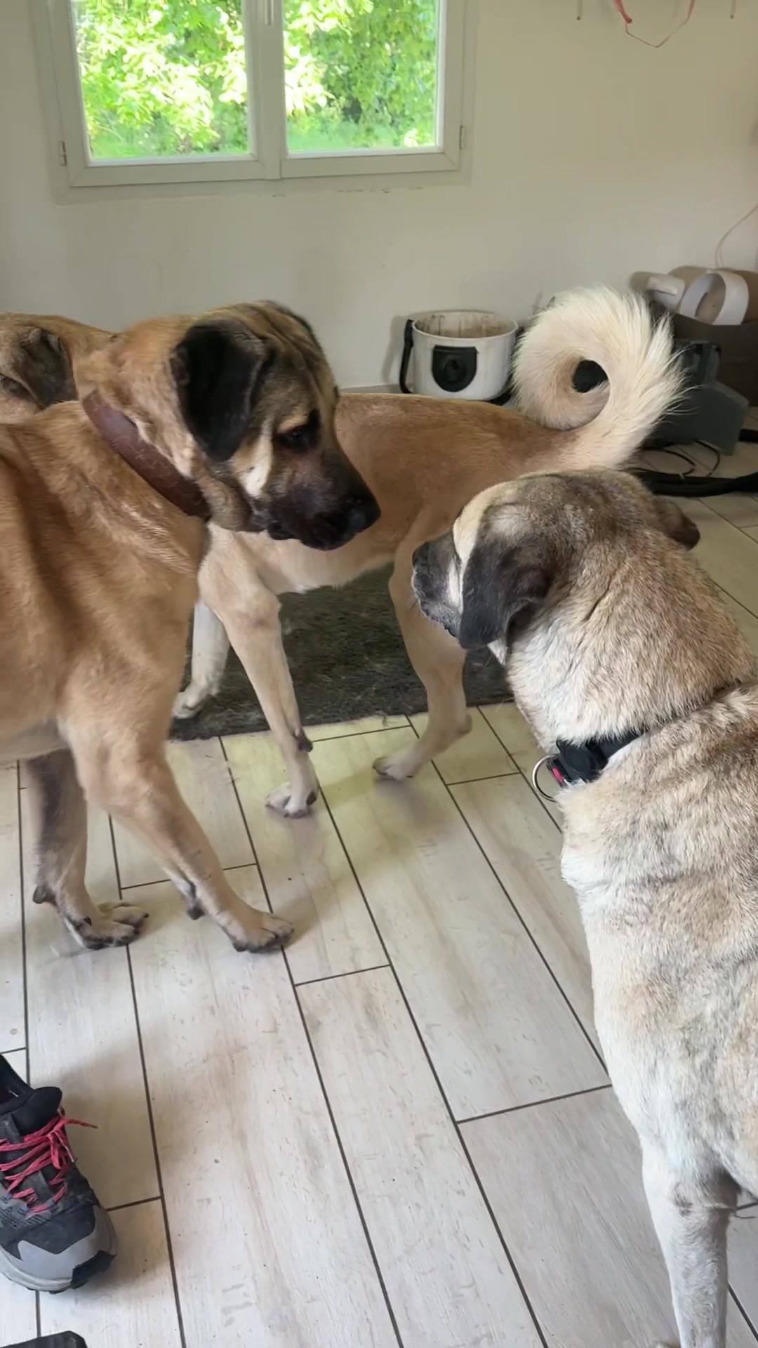 @Purekangal