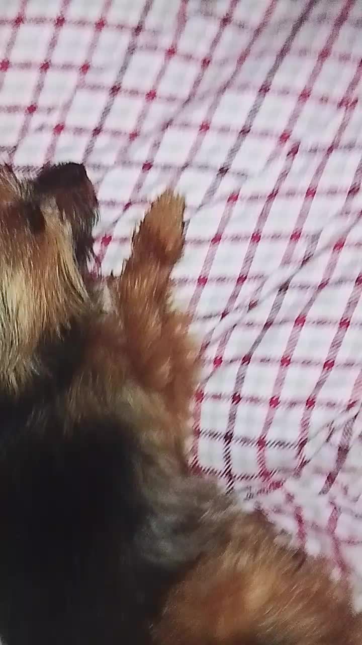 @petfamily4