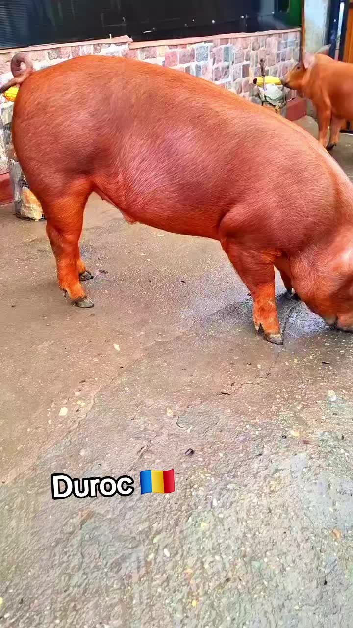 @💎🇷🇴Săndel Olteanul 🇷🇴💎