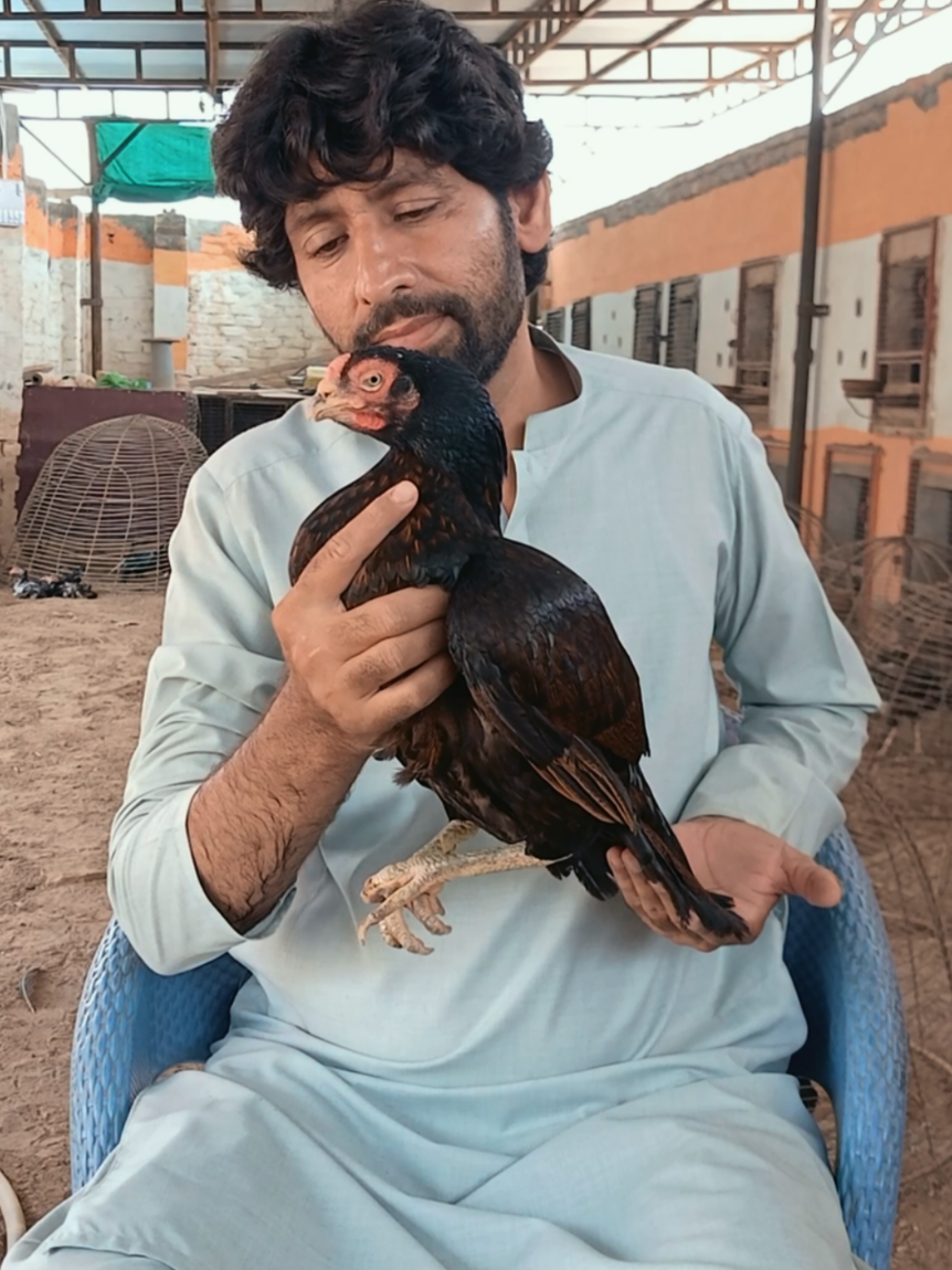 @Sajjad Aseel Farm