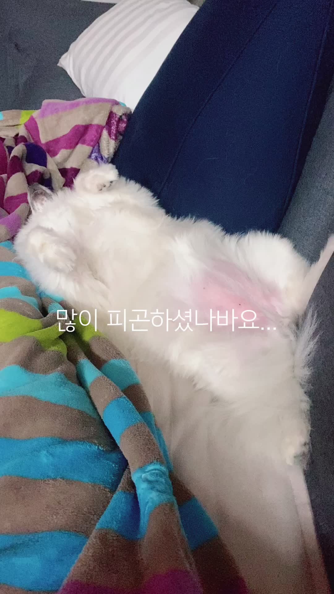 @jju