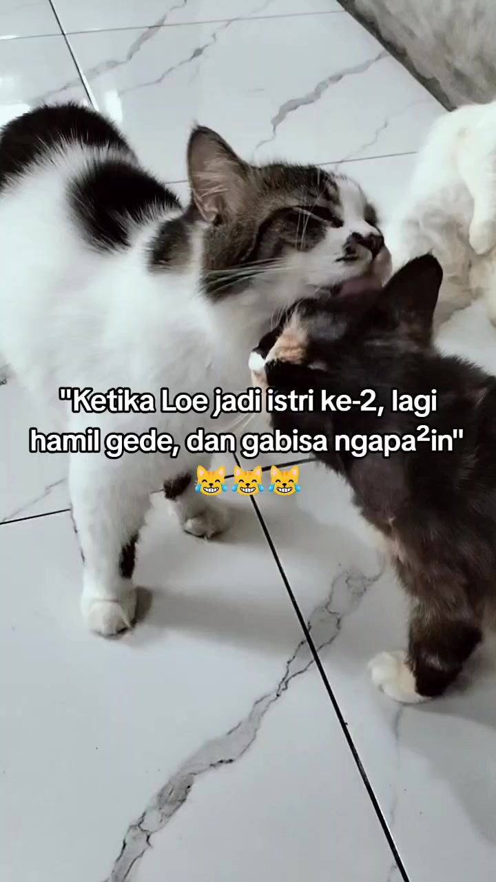 @Chiio Chiiwi Family😽🤍