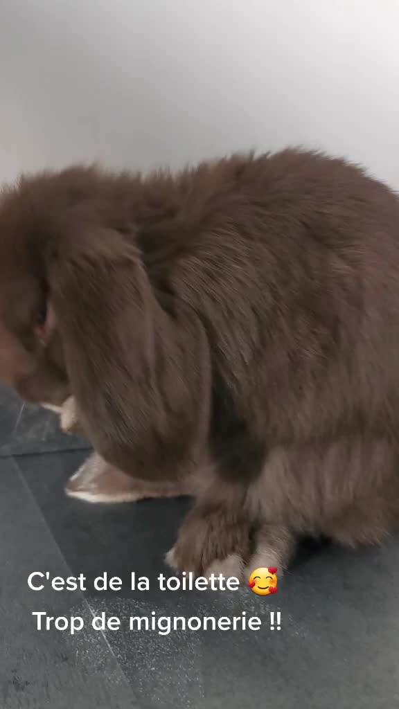 @Odin_le_lapin