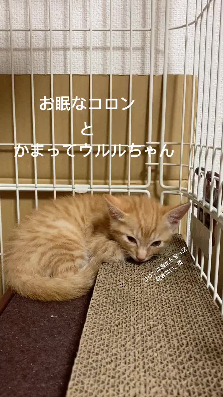 @Toomo-cats🐈