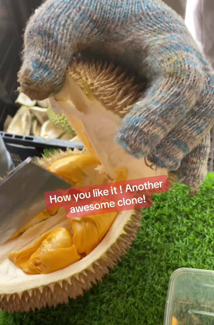 @Durian King Kaki