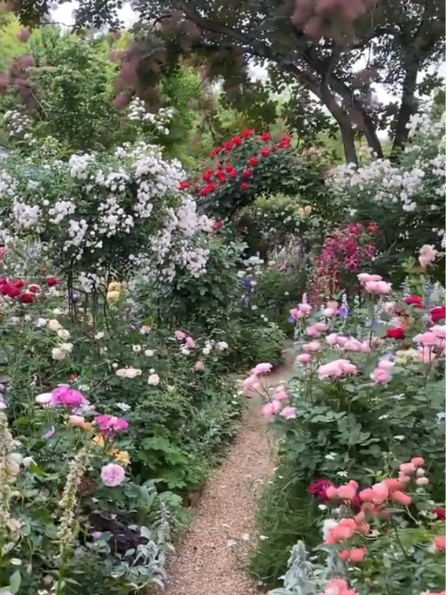 @pazin azalea💐