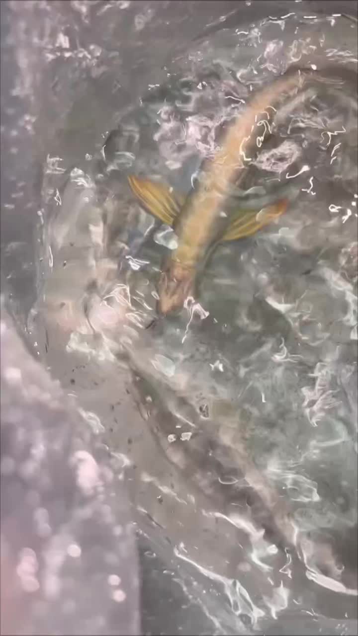 @RS AROWANA EMPIRE