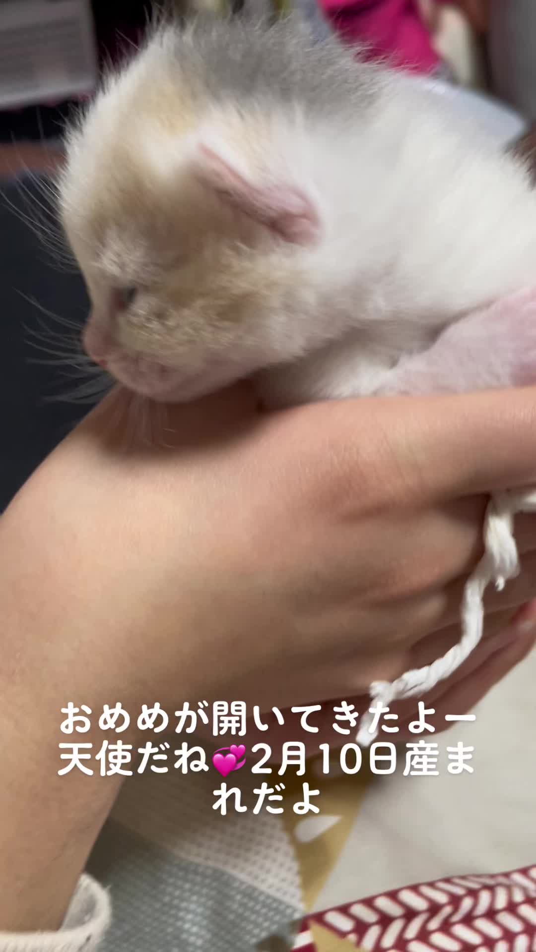 @おまめ