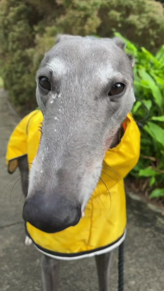 @harrythegreathound