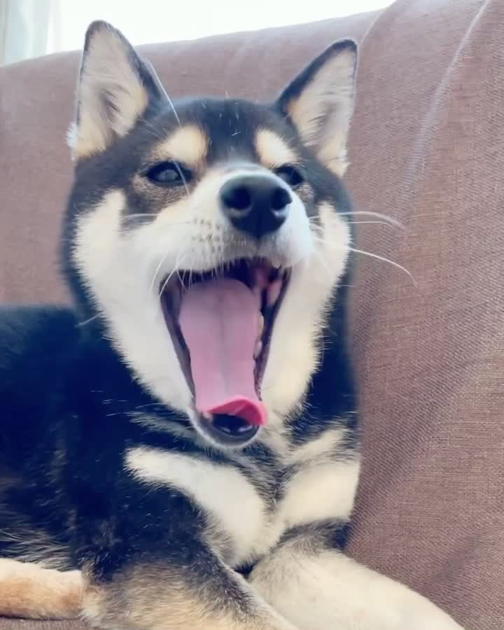 @☀️黒柴犬ひめ☀️