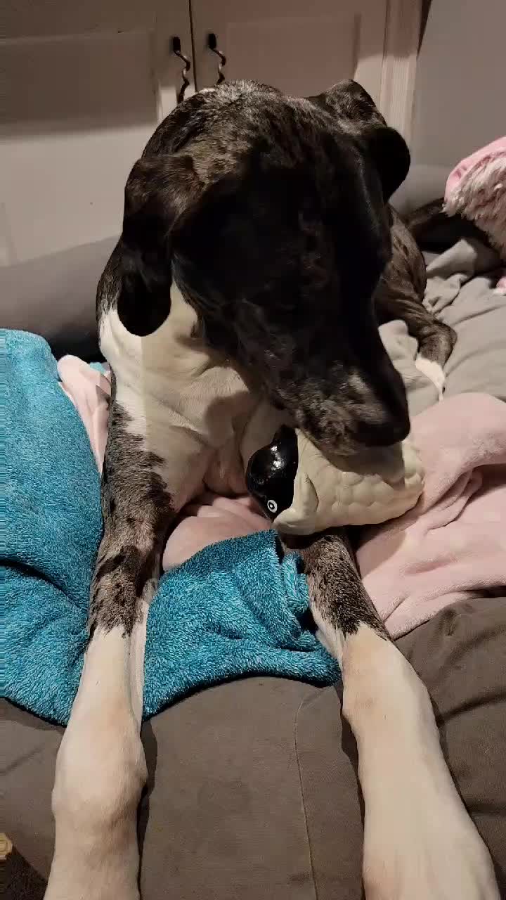 @dogmomof4
