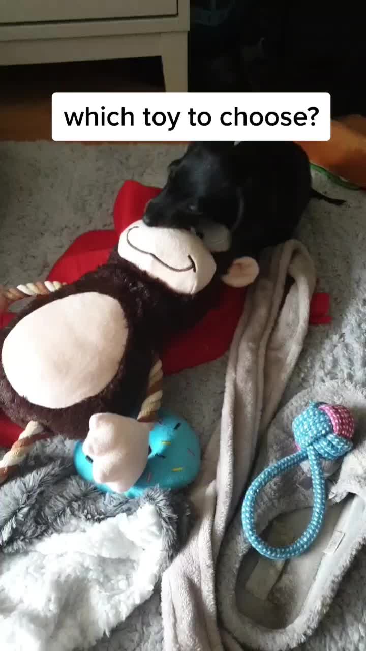 @Otto the mini dachshund