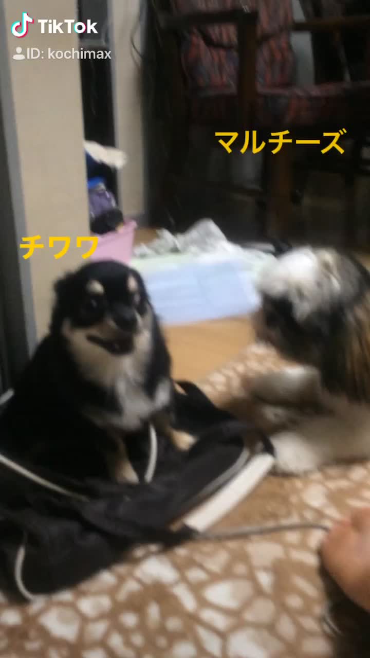 @コチマックス