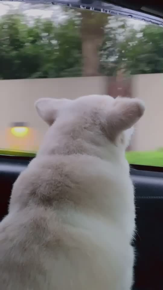 @Fluffy Creamy Dog