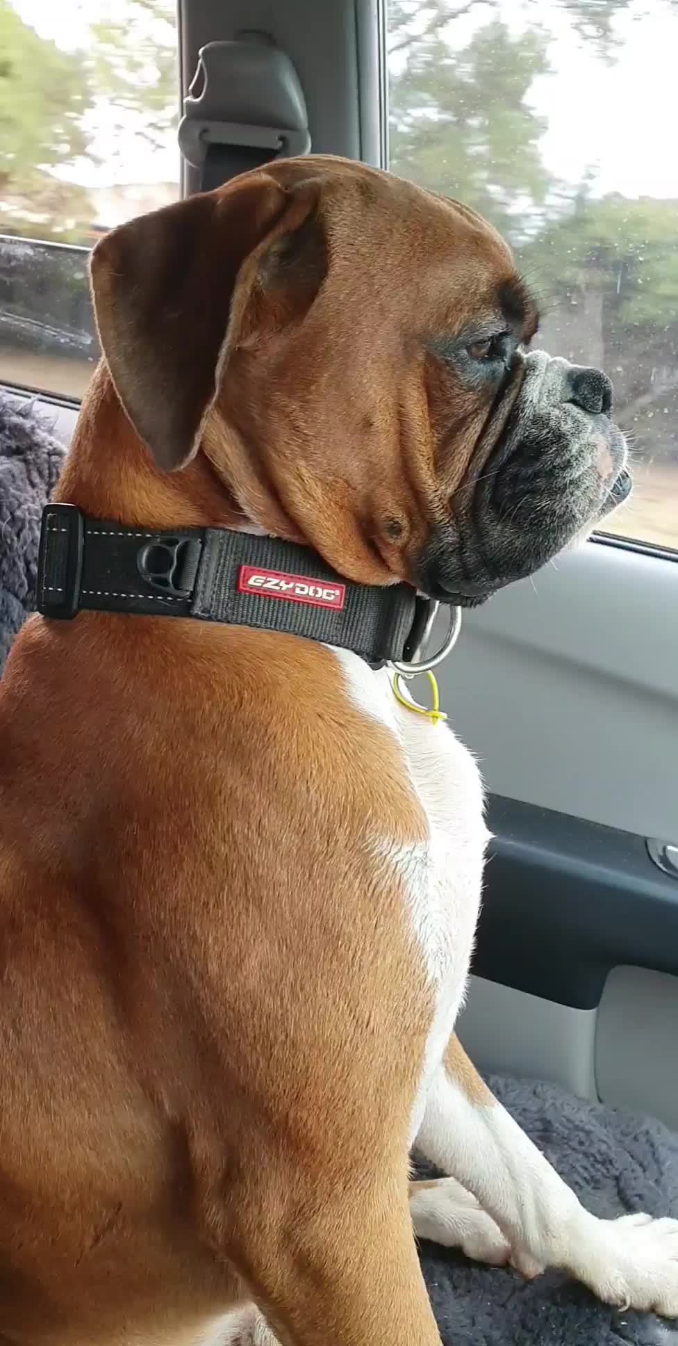 @boxerbrothers73