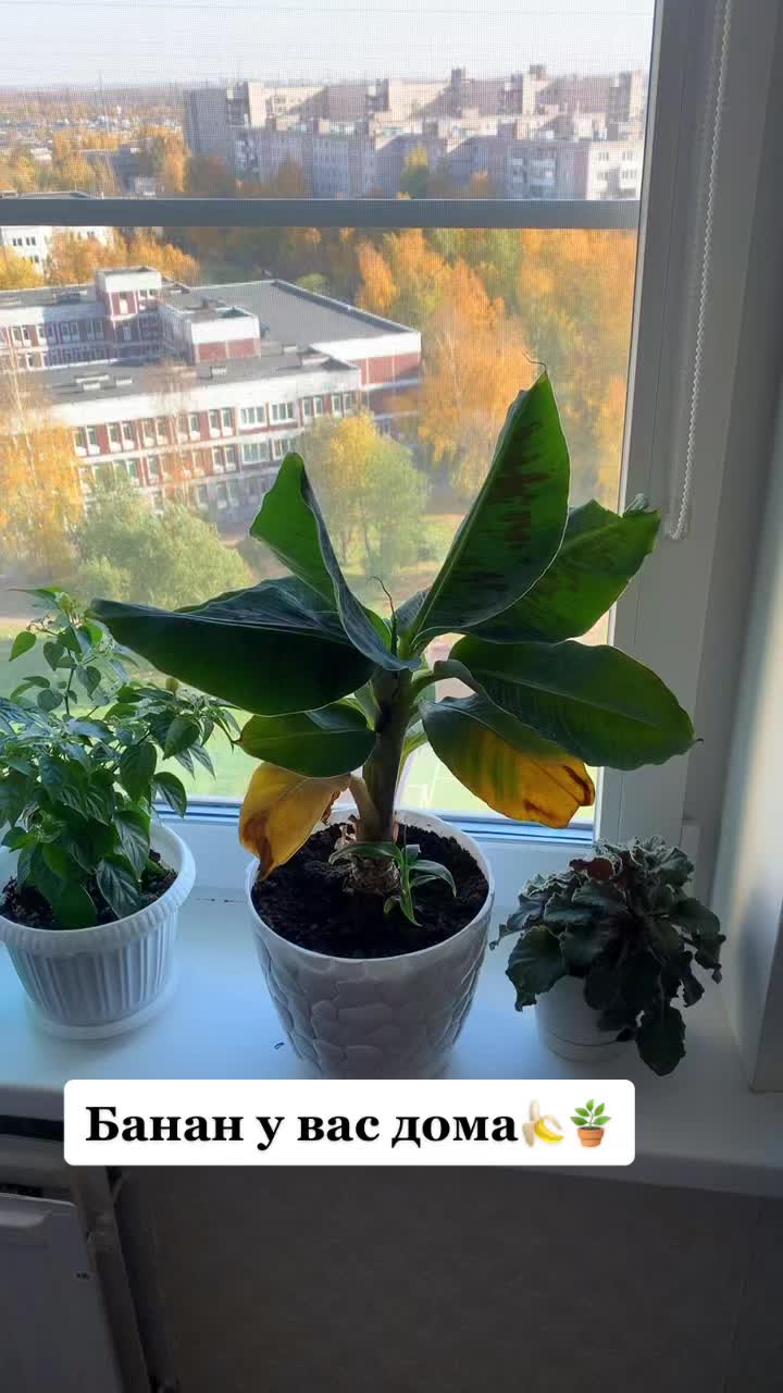 @toy_banana_spb