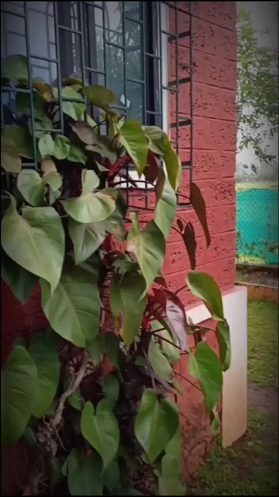 @Rupeshmune