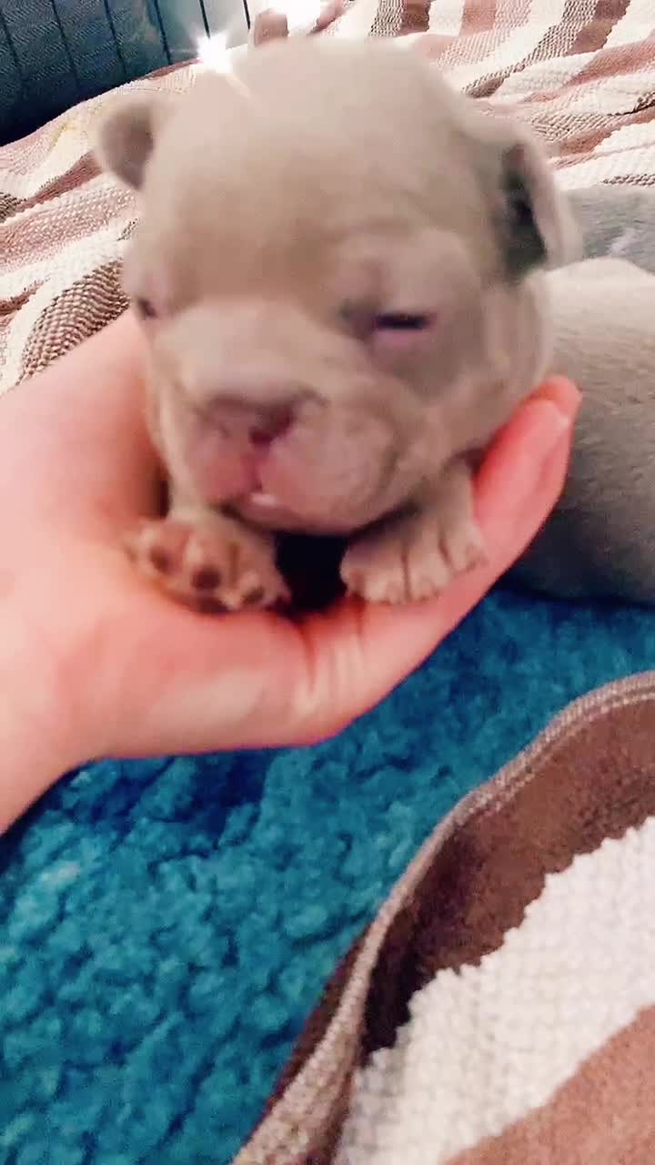 @rudzbulldogz