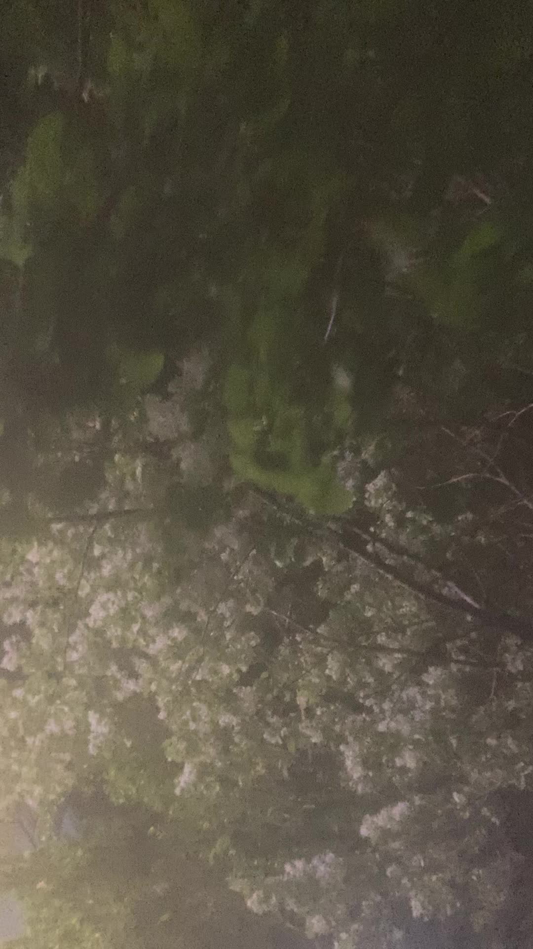 @한녀