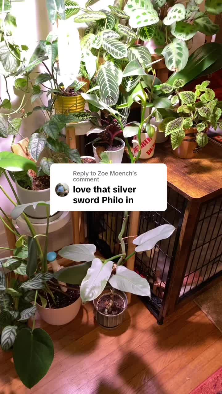 @championofmediocreplants
