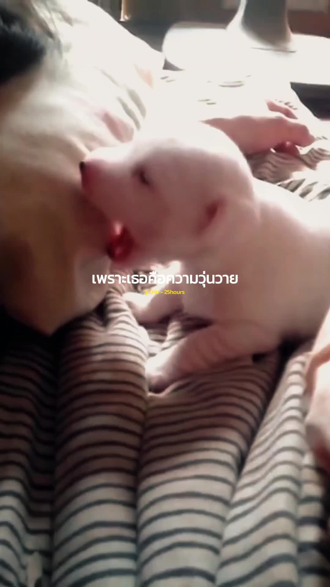 @ig.eurosaurus 🇹🇭