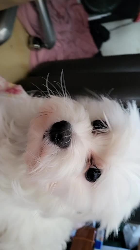 @๐์บ๋ฟ์ด๐