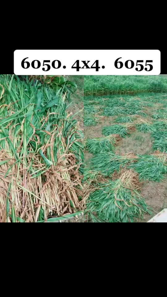 @ohi bazpur wala