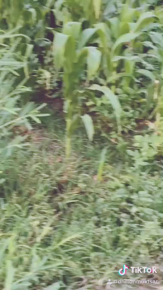 @user4467547325867