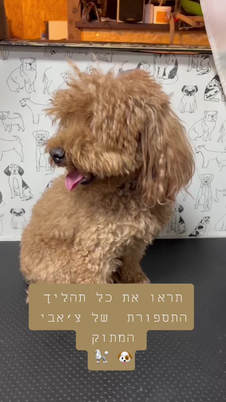 @ספר כלבים 🐩✂️