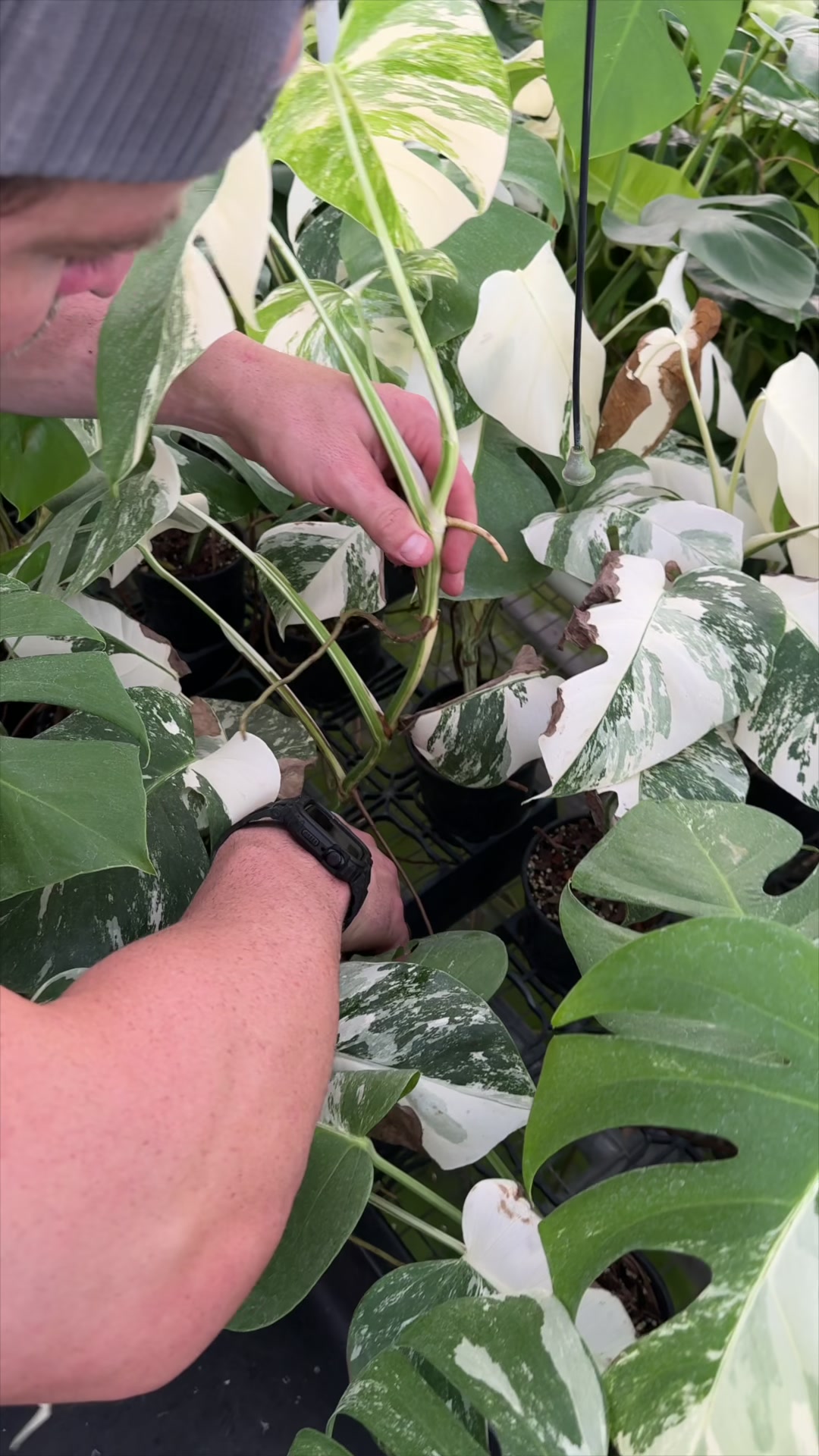 @BWH Plant Co