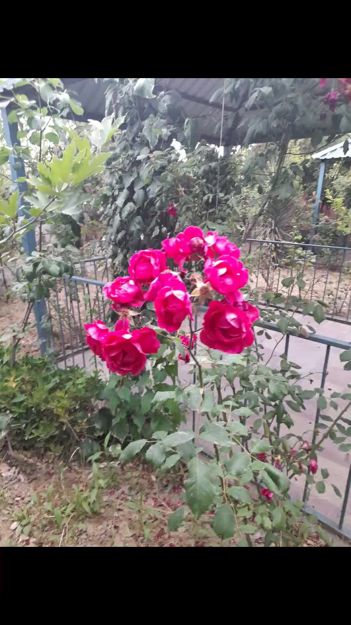 @maqsudov Elşad