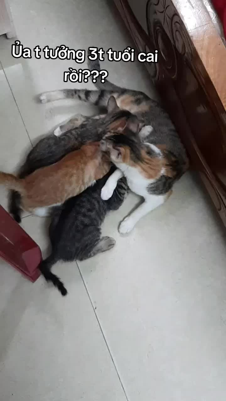 @t là pate🐈