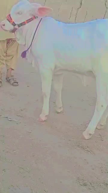 @user82159261514