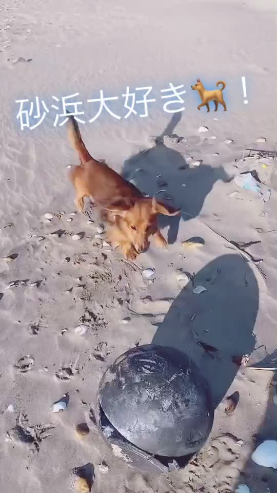 @平尾もとな