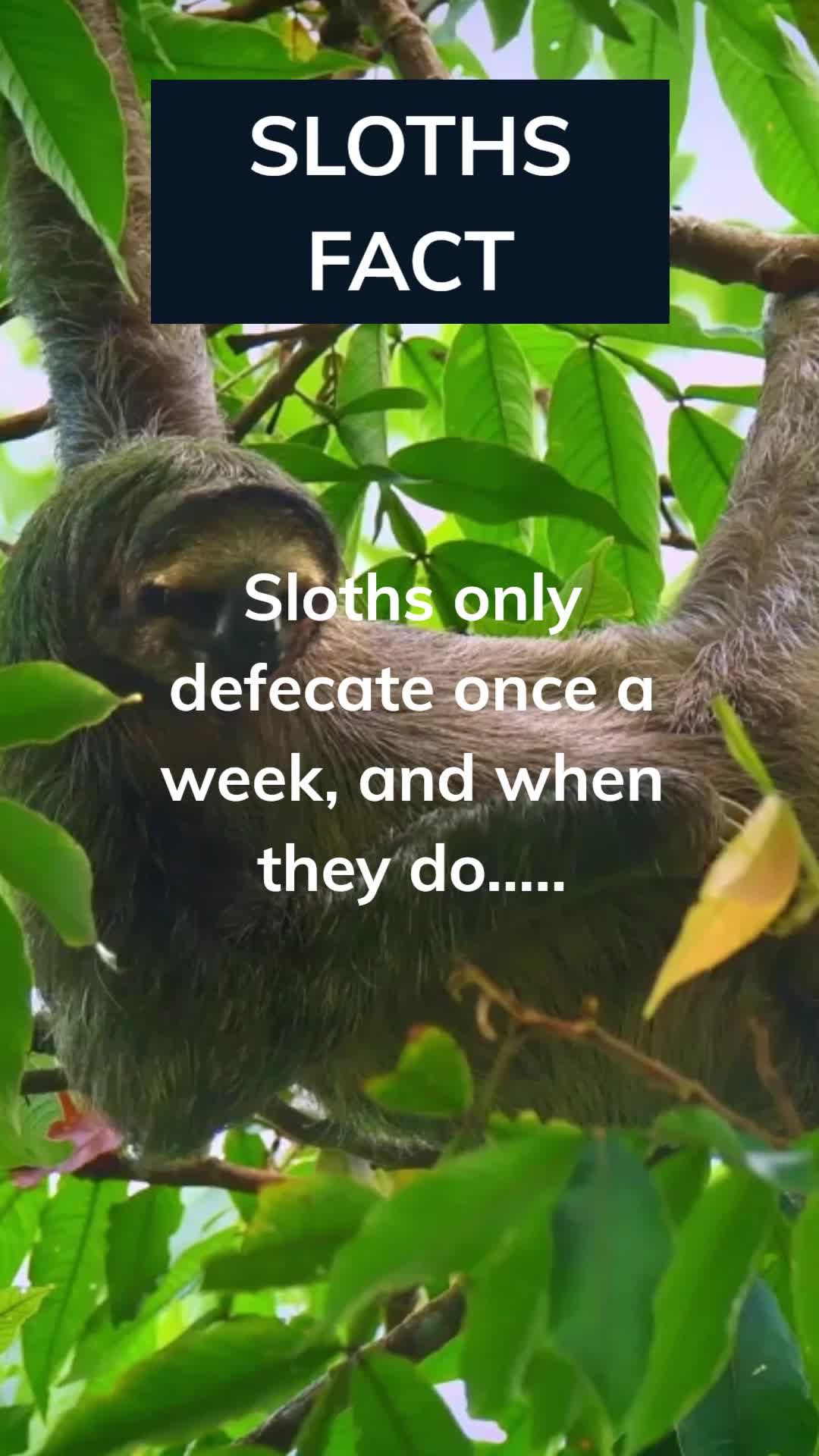 @Amusing Animal Facts