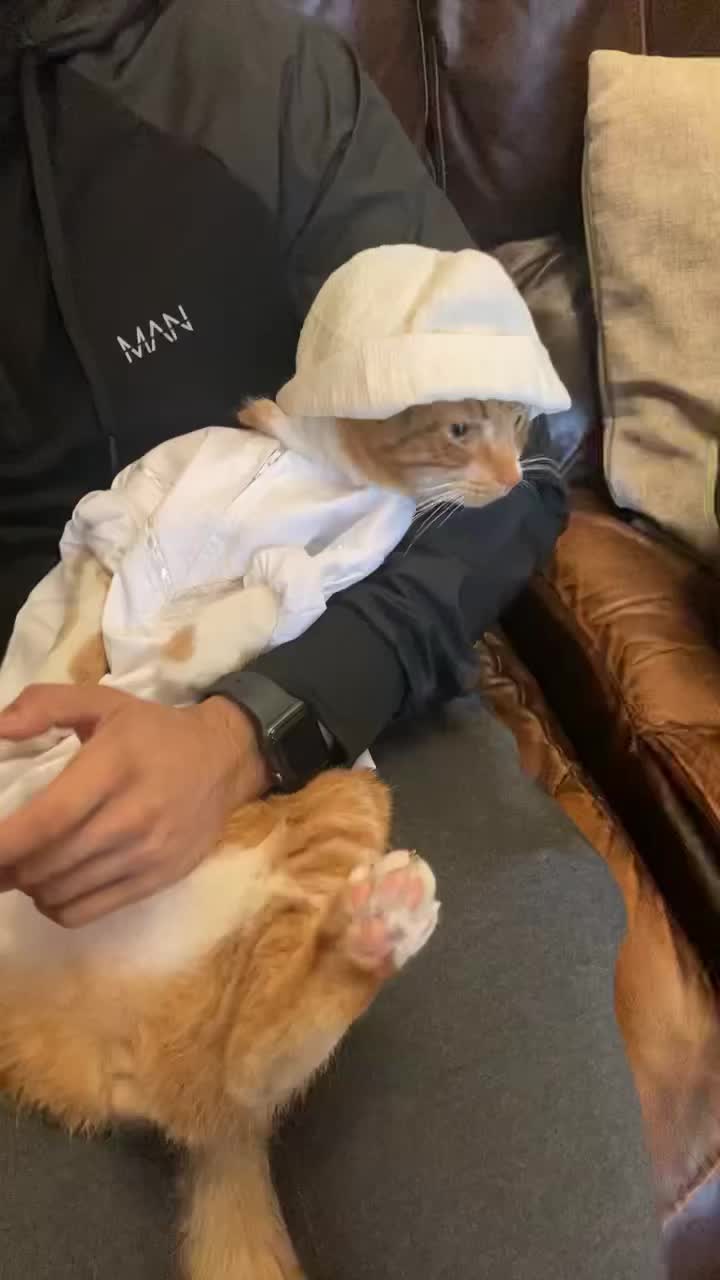@Aloo The Cat