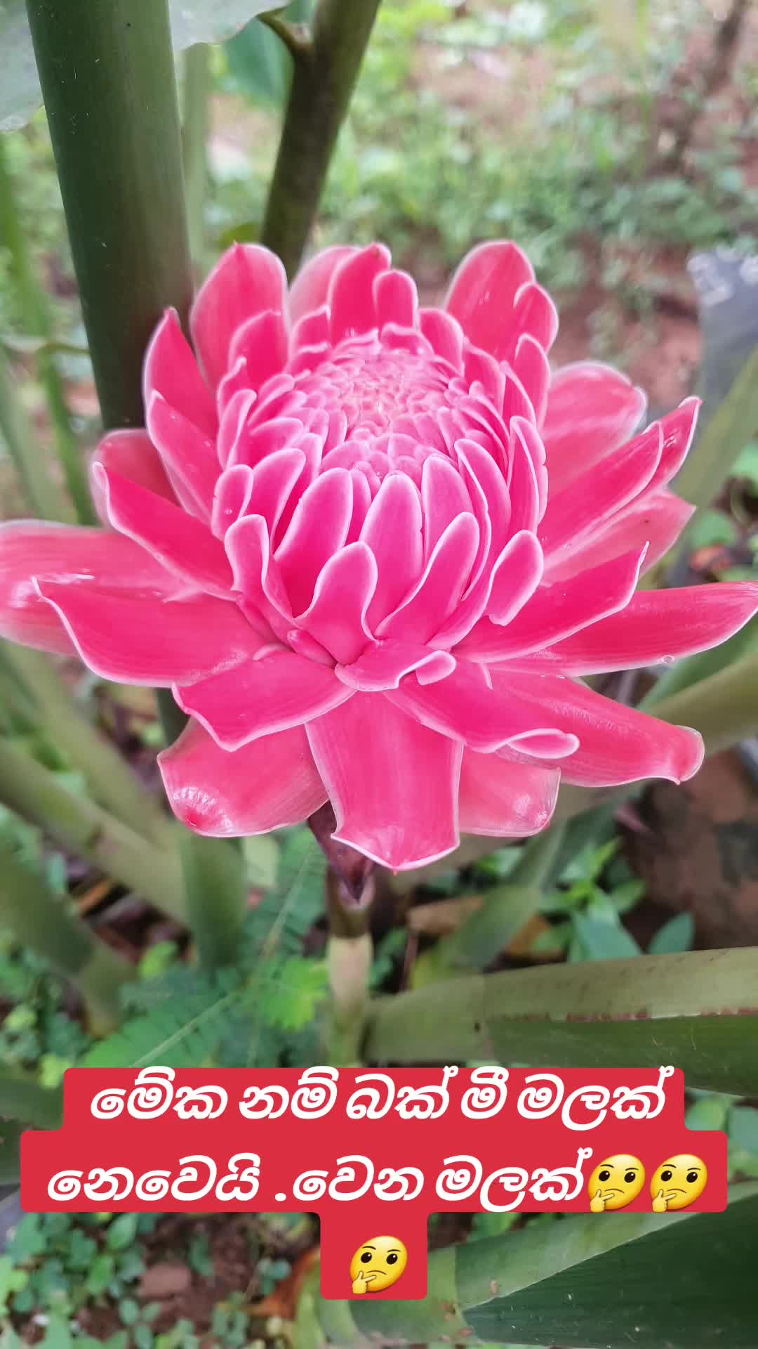 @නෙතුශි උමයන්ගනා