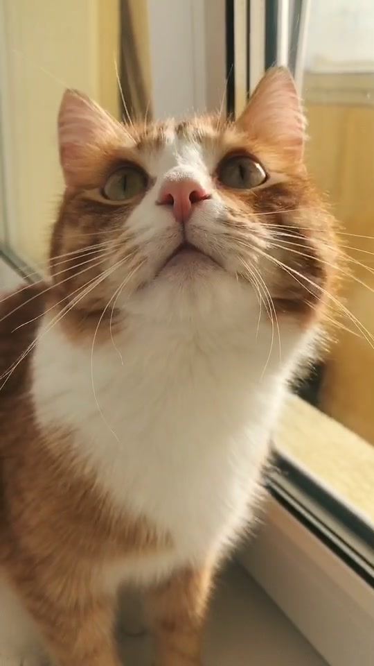 @Cat_Stepan