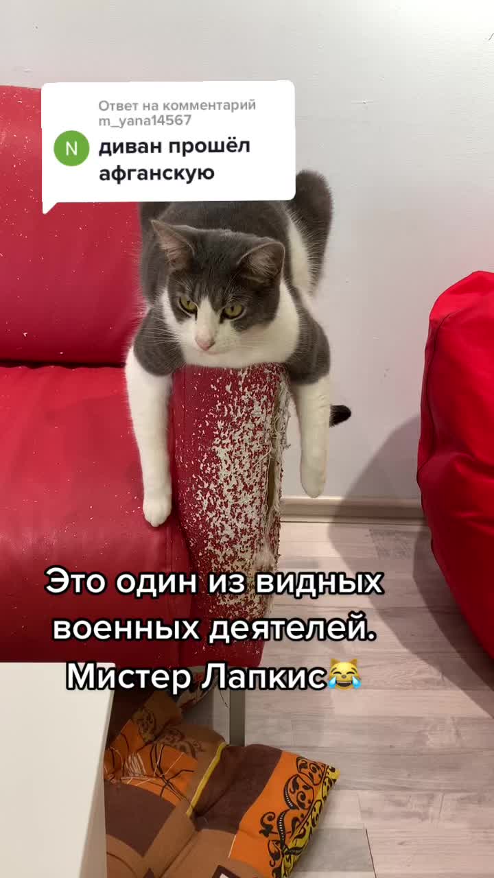 @Антошкин Кот