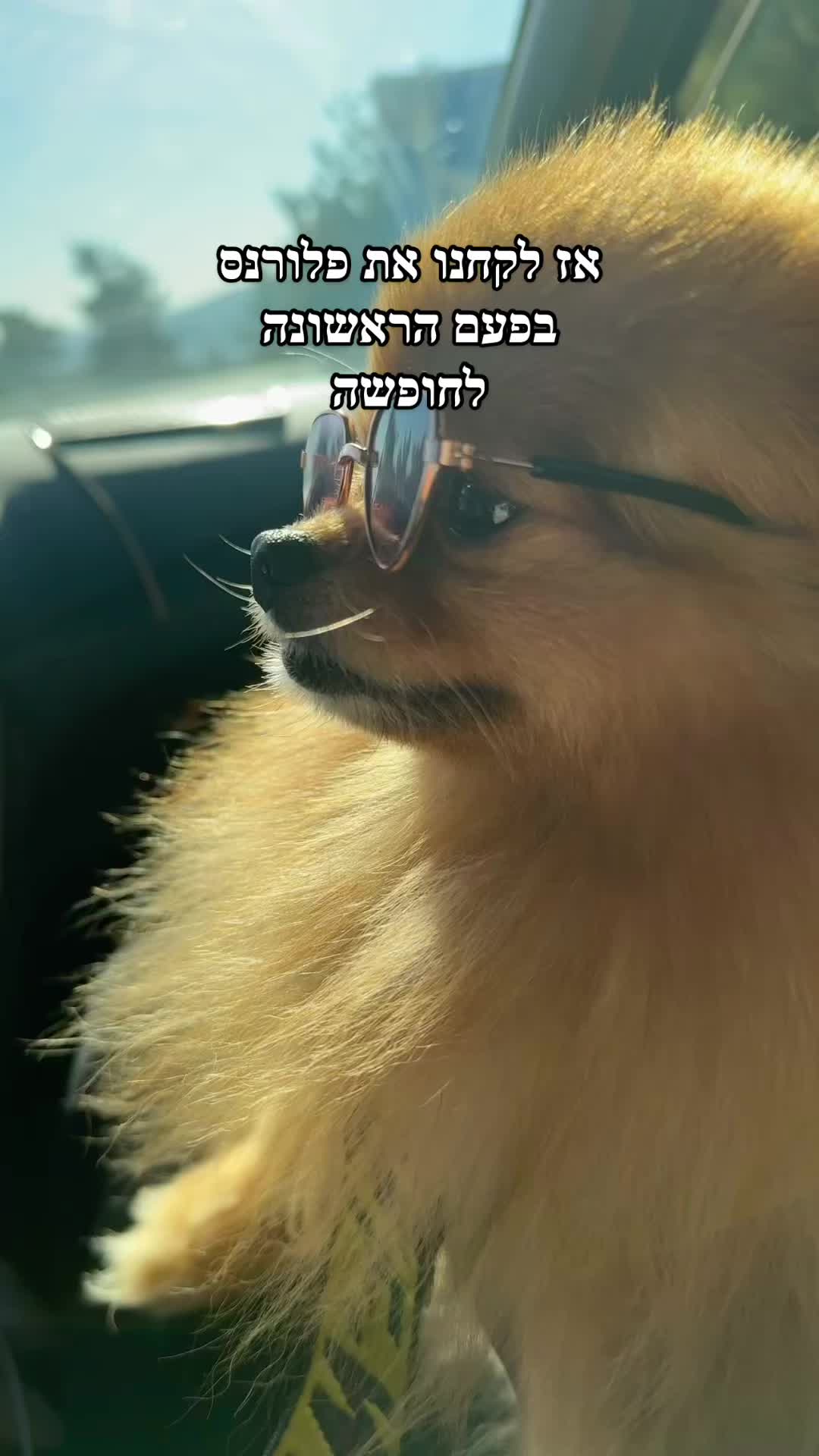 @ולריה אדרי