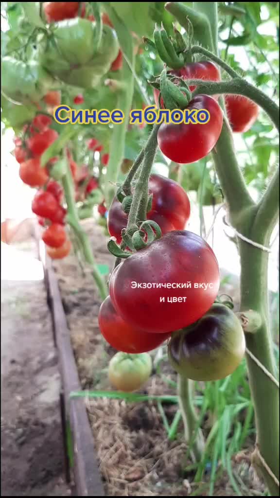 @Дача мечты