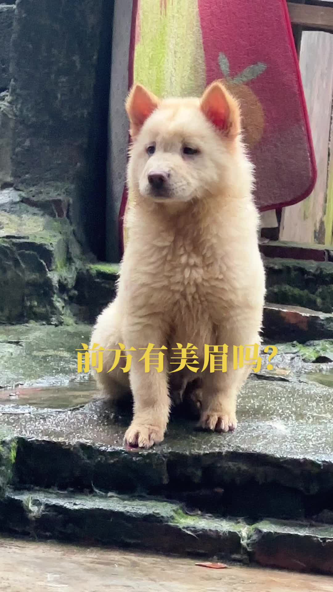 @南粤陪伴犬