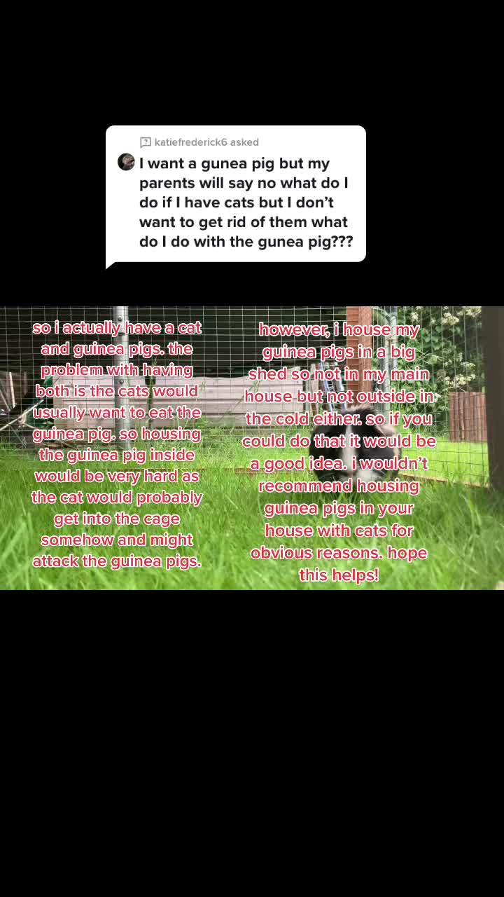 @Guinea pig tricks 🐹👍