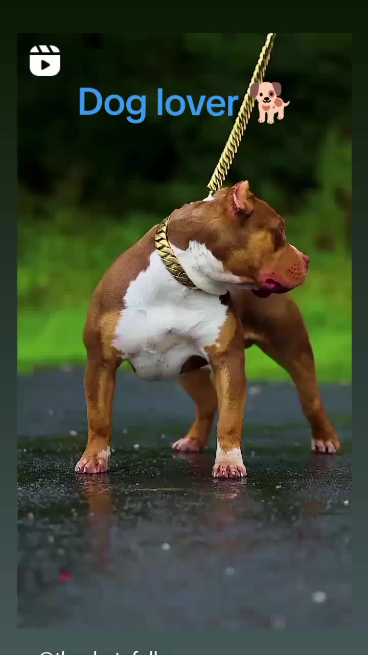 @birendrasaud937