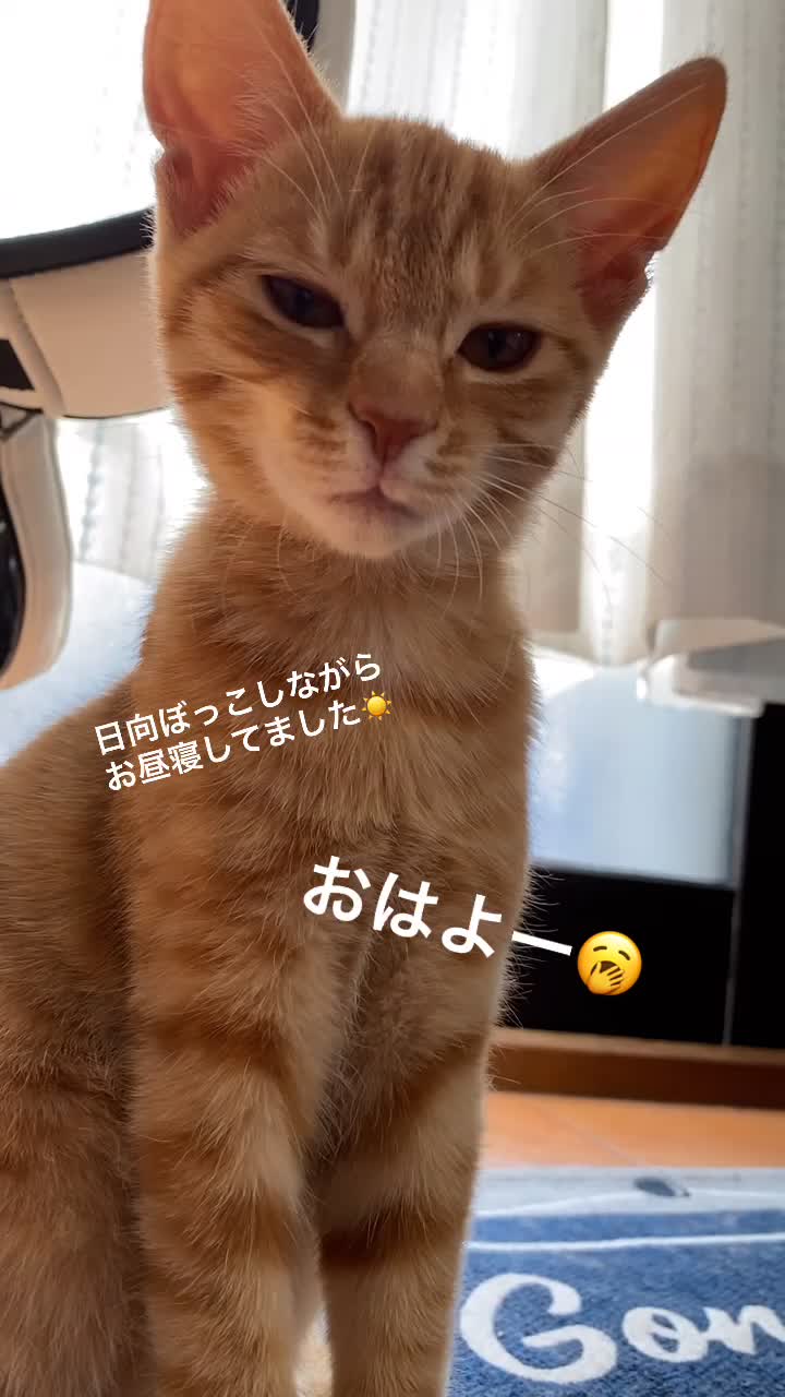 @Toomo-cats🐈